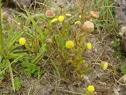 Nappikotula eli nappisaumayrtti (Cotula coronopifolia)