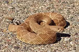 Punakalkkarokäärme (Crotalus ruber)