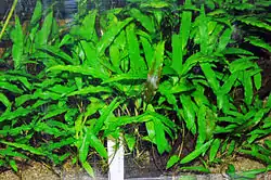 Ruskomelalehti (Cryptocoryne wendtii) akvaariossa.