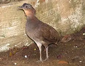 Brasiliantinami (Crypturellus strigulosus)