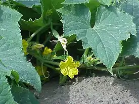 Kurkku eli vihanneskurkku (Cucumis sativus)