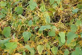 Amerikanvieras (Cuscuta campestris) kasvaa sappiruoholla.