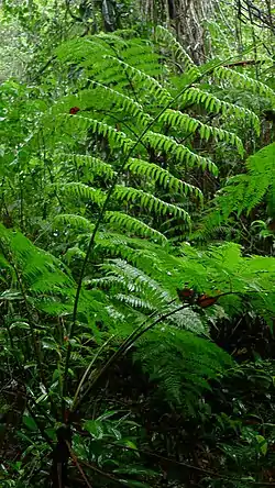 Cyathea microdonta