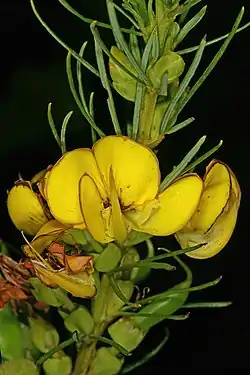 Cyclopia sessiliflora