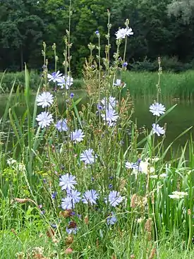 Sikuri eli hyötysikuri (Cichorium intybus)