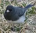 Junco hyemalis hyemalis -koiras