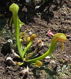 Kaliforniantötterö (Darlingtonia californica)