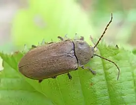 Hiirokuoriainen (Dascillus cervinus)