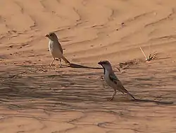 Aavikkovarpuspari Benichabin lähellä Mauritaniassa