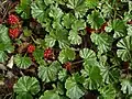 Rönsygunneran (Gunnera magellanica) hedelmiä.