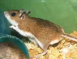 Peurahiiri (Peromyscus maniculatus)