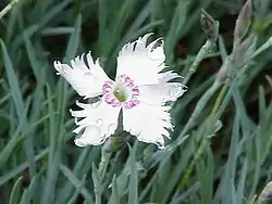 Sulkaneilikka (Dianthus plumarius)