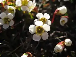 Lapinuuvana eli uuvana (Diapensia lapponica)