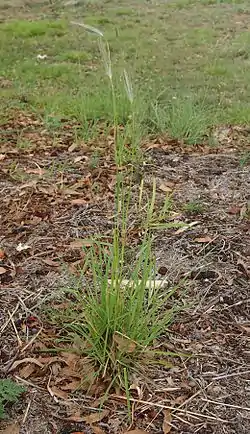 Dichanthium sericeum