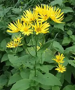 Alppivuohenjuuri (Doronicum austriacum)