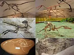 Kuusi eri Dromaeosauridae-heimon sukua: Deinonychus, Buitreraptor, Halszkaraptor, Velociraptor, Zhenyuanlong ja Microraptor