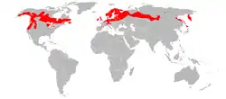 Pitkälehtikihokin levinneisyys