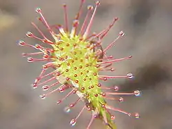 Pikkukihokki (Drosera intermedia)