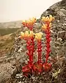 Dudleya farinosa.