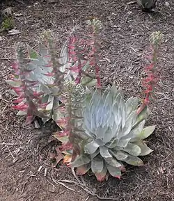 Meksikonhopearuusuke (Dudleya brittonii)