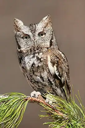 Idänkirkupöllönen (Otus scops)