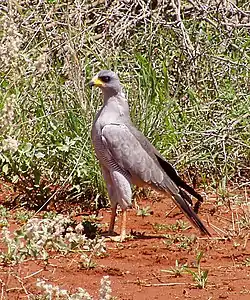 Somalianlauluhaukka (Melierax poliopterus)