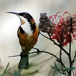 Naskalivyömesikko (Acanthorhynchus tenuirostris)