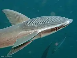 Isoremora (Echeneis naucrates)