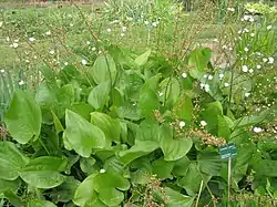 Herttavesimiekka eli herttamiekkalehti Echinodorus cordifolius