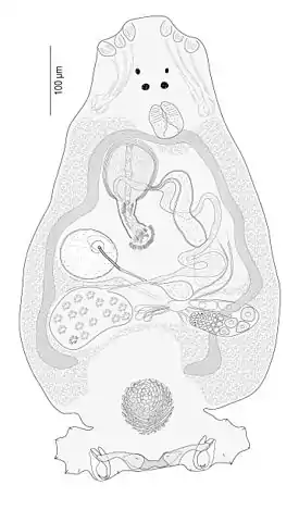 Echinoplectanum laeve