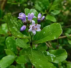 Ehretia rigida