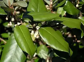 Elaeagnus × ebbingei