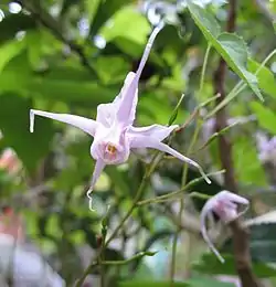 Idänvarjohiippa (Epimedium grandiflorum)