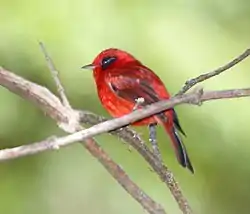 Tulikerttuli (Cardellina rubra)