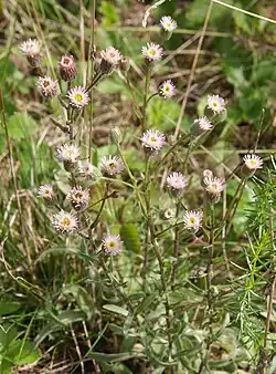 Karvaskallioinen (Erigeron acris)