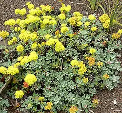 Eriogonum umbellatum var. humistratum