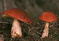 Leccinum aurantiacum - haavanpunikkitatti