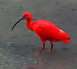 Rubiini-iibis (Eudocimus ruber)