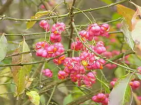 Euroopansorvarinpensaan (Euonymus europaeus) hedelmiä.