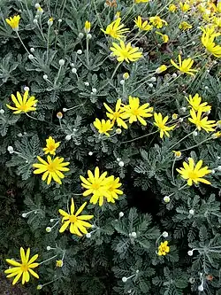 Euryops pectinatus.