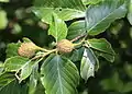 Japaninpyökin (Fagus crenata) hedelmiä.