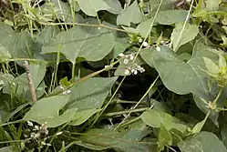 Kiertotatar (Fallopia convolvulus)