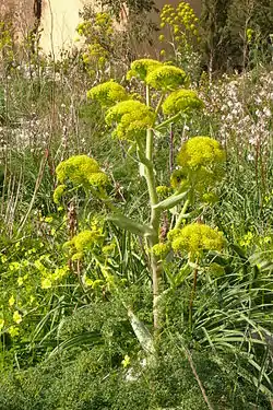 Välimerenkeltaputki (Ferula communis)