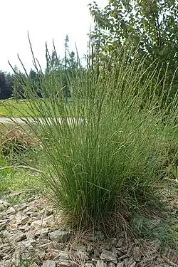 Lampaannata (Festuca ovina)