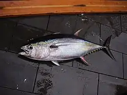 Tonnikala (Thunnus thynnus)