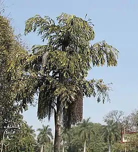 malesianeväpalmu (Caryota urens)