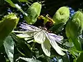 Kärsimyspassio (Passiflora caerulea)