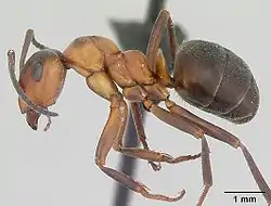 Tribus Formicini: Tupsukekomuurahainen, Formica aquilonia