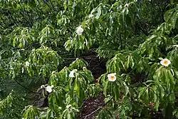 Franklinia (Franklinia alatamaha)