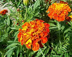 Ryhmäsamettikukka (Tagetes patula )